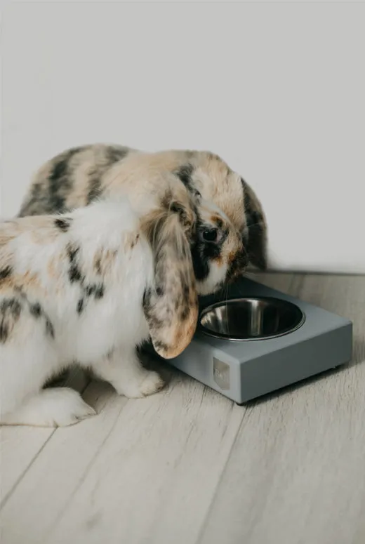 Bowl and Bone Grey Double Dog Feeder