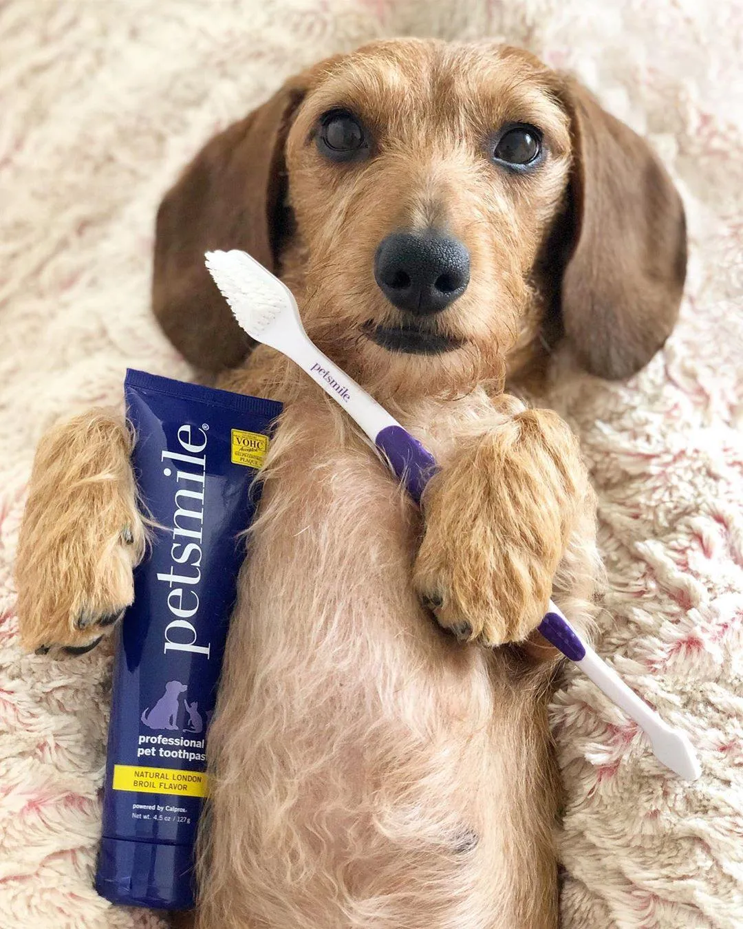 Professional Pet Toothpaste