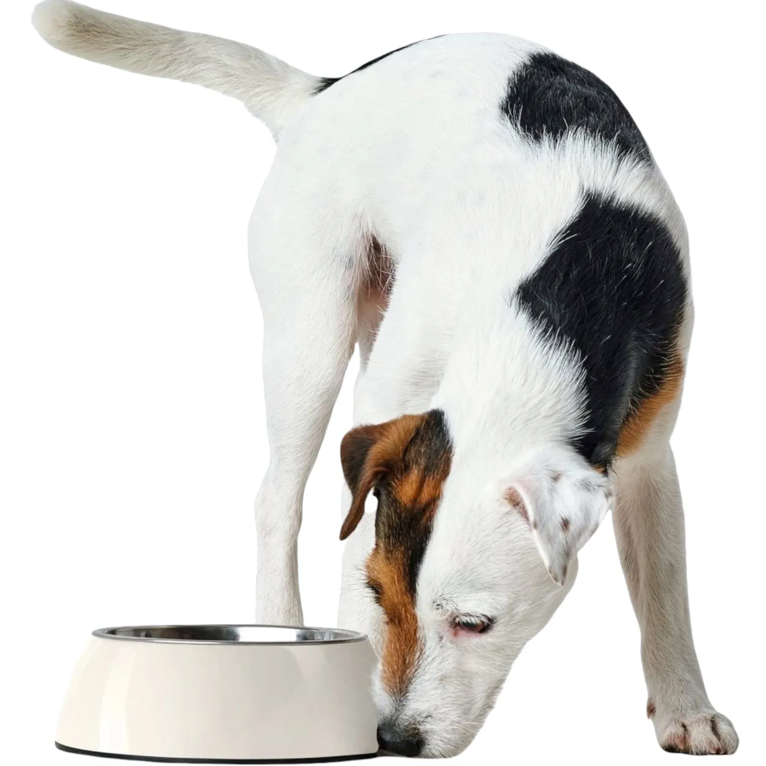 white melamin feeding bowl - 3 sizes